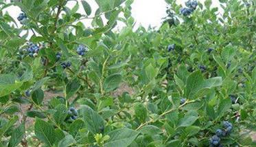 蓝莓一亩地种植多少棵 蓝莓一亩地栽多少棵
