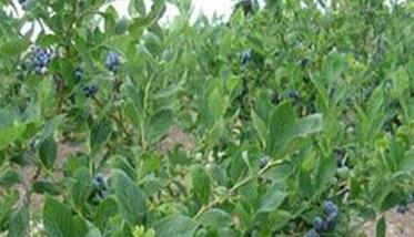 蓝莓的种植技术要求