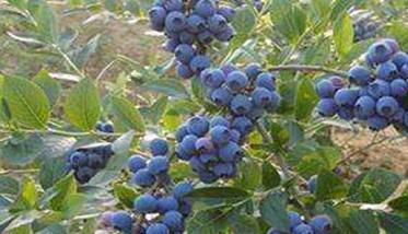 我国的蓝莓产地在哪里（中国的蓝莓主产在哪个省）