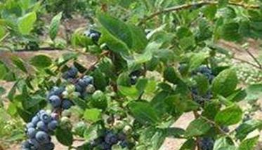 蓝莓种植技术要点