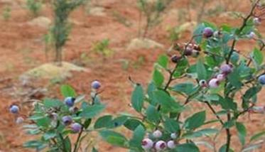 蓝莓种植条件有哪些，如何提高蓝莓的成活率