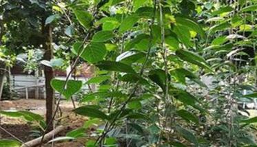 软枣猕猴桃的种植条件