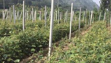 软枣猕猴桃栽培与管理技术