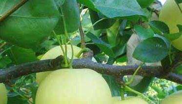 梨树的病虫害防治措施 梨树的病虫害防治技术