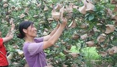 苹果套袋新技术