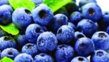 蓝莓种植技术 蓝莓种植技术指导