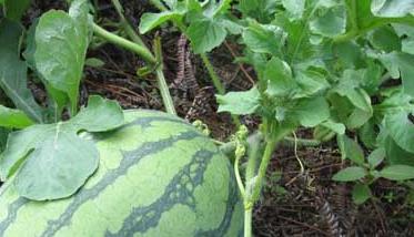 无籽西瓜的高效栽培技术 无籽西瓜生产技术