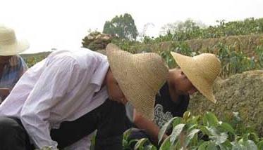 荔枝种苗高效繁殖技术 荔枝育苗技术