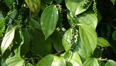 胡椒的种植技术 胡椒栽培与育种