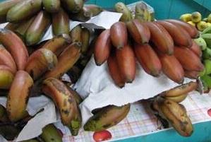 红皮香蕉营养价值知多少（红皮香蕉和普通香蕉营养价值）
