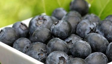 蓝莓的营养价值有哪些（蓝莓的营养价值有哪些种类）