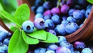 蓝莓的功效与作用 蓝莓的功效与作用及营养价值