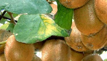 徐香猕猴桃的功效与作用 徐香猕猴桃功效和营养价值