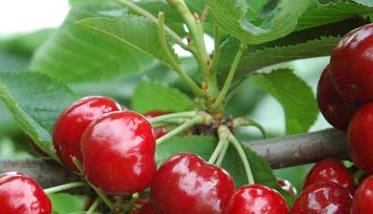 如何种植好大樱桃 大樱桃盆栽种植方法