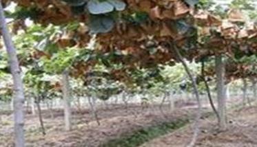 猕猴桃树的种植方法与步骤 猕猴桃树苗的种植方法