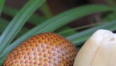 蛇皮果的营养价值和功效作用 蛇皮果有啥营养