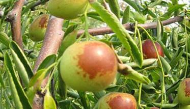 种植冬枣树要了解冬枣树的习性（种植冬枣树有没有发展前景）