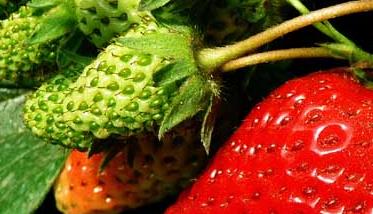 草莓种植方法