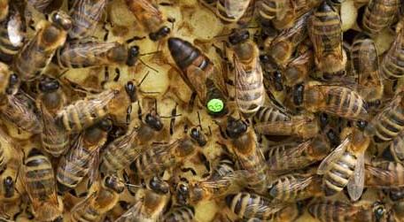 2022年蜂王多少钱一只（蜜蜂种蜂王价格）