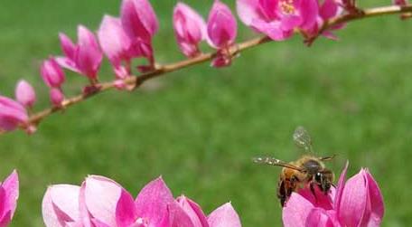 蜜蜂养殖成本
