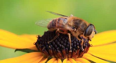 蜜蜂怕什么气味