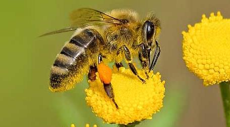 被蜜蜂蛰抹牙膏有用吗 被蜜蜂蛰了涂牙膏有没有用