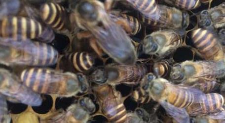 蜜蜂的寿命有多长 蜜蜂的寿命有多长时间