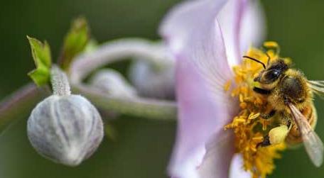 蜂群中工蜂吃什么食物 工蜂的食物