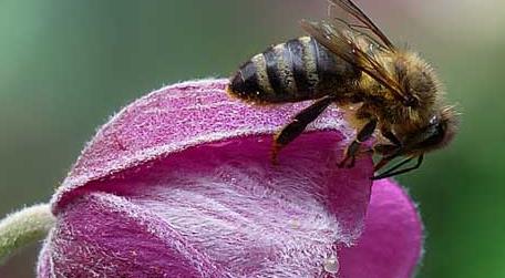 蜜蜂是害虫还是益虫 蜜蜂是害虫还是益虫答案