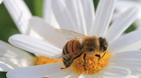 蜜蜂采的是花蜜还是花粉（蜜蜂是采集花蜜还是采集花粉）