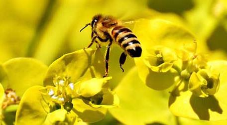 蜜蜂采花蜜是为了什么 蜜蜂是采花还是采蜜