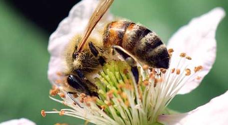 蜜蜂酿蜂蜜是为了什么（蜜蜂酿蜜是为了什么?）