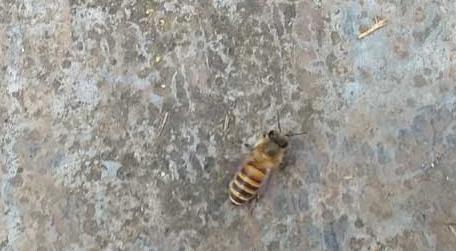 土蜂和洋蜂有什么区别 土蜂的区别