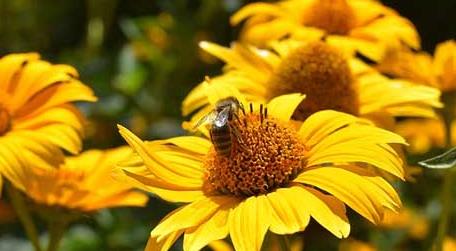 蜜蜂的象征意义是什么（蜜蜂的象征是什么?）