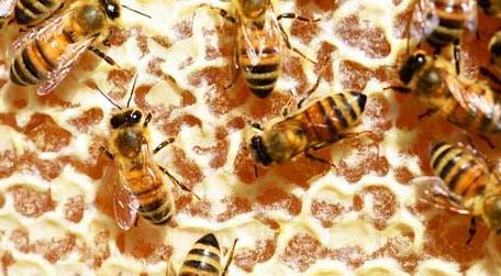 蜜蜂吃白糖会产蜂蜜吗（蜜蜂吃了白糖产生的蜂蜜吃了有害吗）