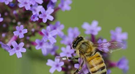 蜜蜂蛰了用牙膏能消肿止痒吗（蜂子蛰了怎样消肿止痒）