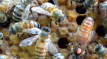 蜜蜂秋繁
