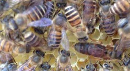 蜜蜂中的蜂王是什么蜂 蜜蜂中的蜂王是什么蜂?