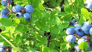 蓝莓树苗几年结果