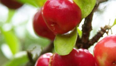 针叶樱桃的功效与作用有哪些 针叶樱桃的功效和作用
