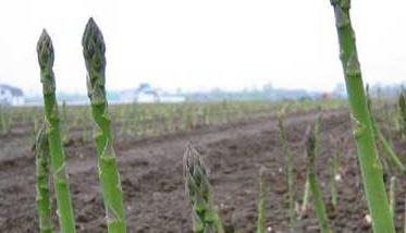 芦笋种植常见问题和解决办法 怎样种芦笋及采收芦笋