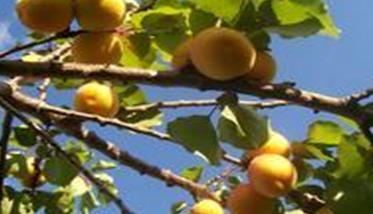你不知道的杏树增产秘诀（杏树产量高吗）