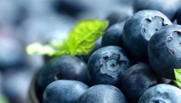 蓝莓品种图片大全 蓝莓的品种大全