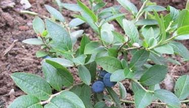 蓝莓的扦插繁殖方法（蓝莓怎样扦插繁殖）