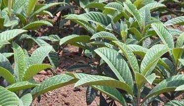 枇杷苗种植技术 枇杷苗的种植