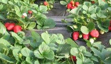 露天草莓的种植方法 露天种植草莓技术要点