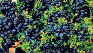 盆栽蓝莓