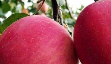 苹果树施肥有几种方法 苹果树施肥用什么肥料