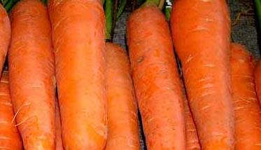 胡萝卜-有关胡萝卜的资料（胡萝卜的资料(最短的）