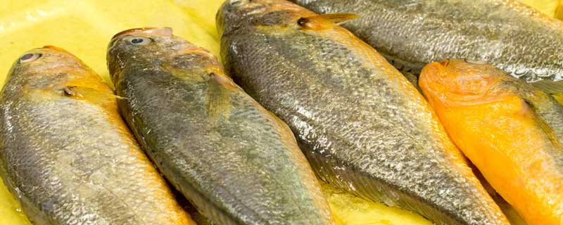 黄鱼价格多少钱一斤 2022黄鱼价格多少钱一斤